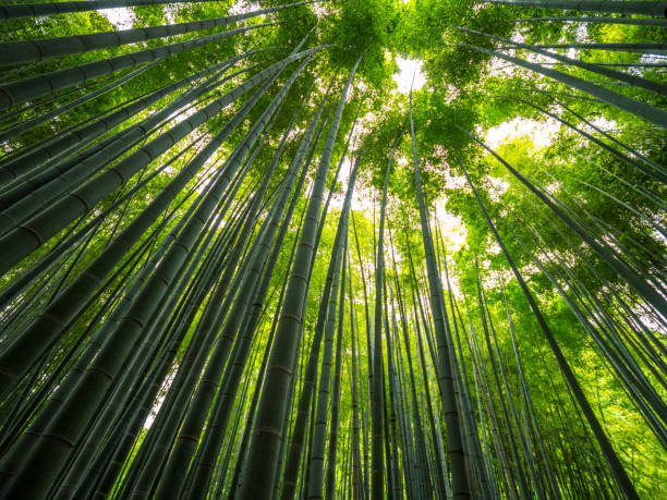 istock Amazing wide angle view of the Bamboo Forest in Kamakura 986746342