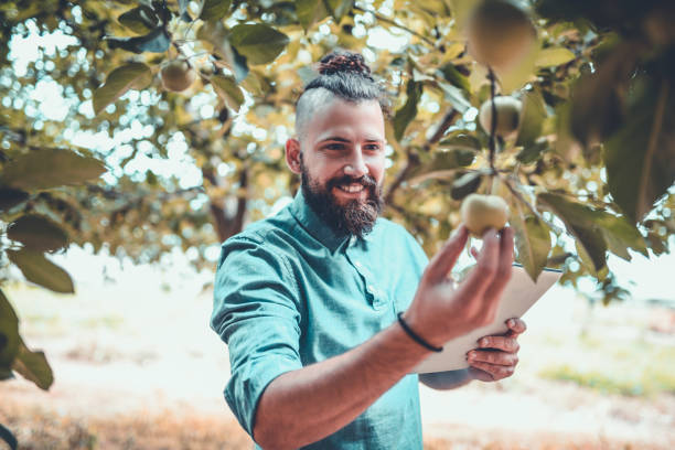 istock Handsome Male Farm Inspector Checking Apple Quality 986746554
