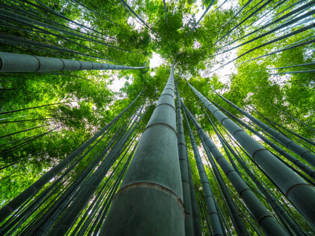istock Tall Bamboo trees in an Japanese Forest 986753196