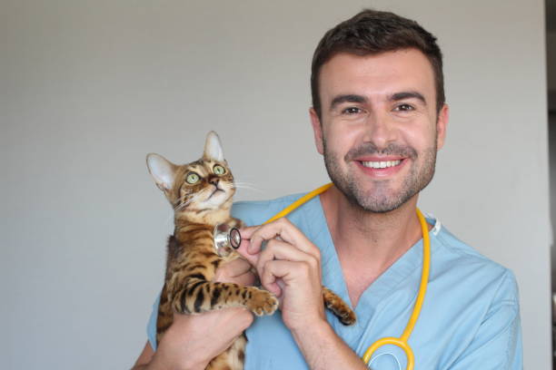 imagem engraçada de gato veterinário e bengala - vet men laboratory holding - fotografias e filmes do acervo