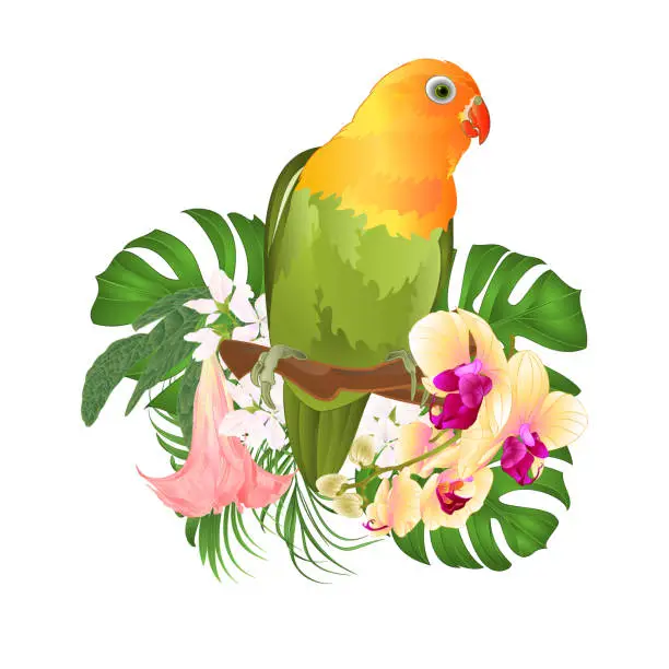 Vector illustration of Parrot Agapornis lovebird tropical bird  standing on a branch and Brugmansia with yellow orchid on a white background vector illustration editable
