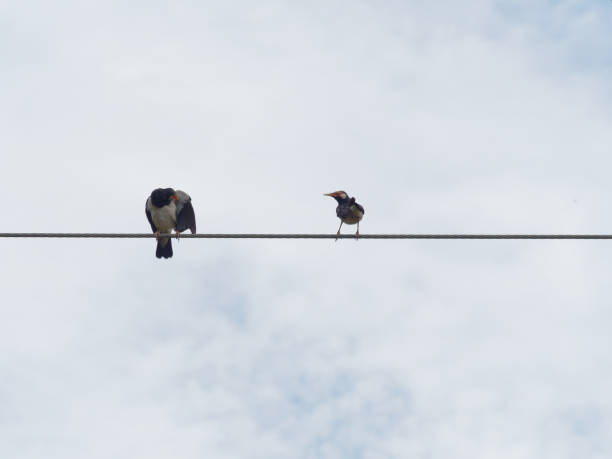 istock Common myna bird preening or cleaning itself and standing or perching on wire rope or cable sling 986755102