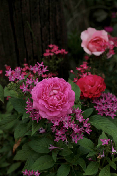 istock Beautiful rose flower. 986759786