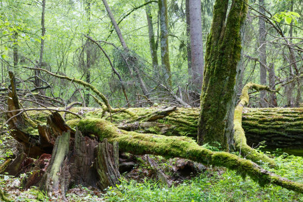 istock Moss and lichen wrapped tree parts 986771454