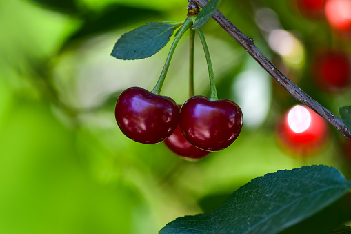 Ripe cherry on a branch in the garden in sunny weather