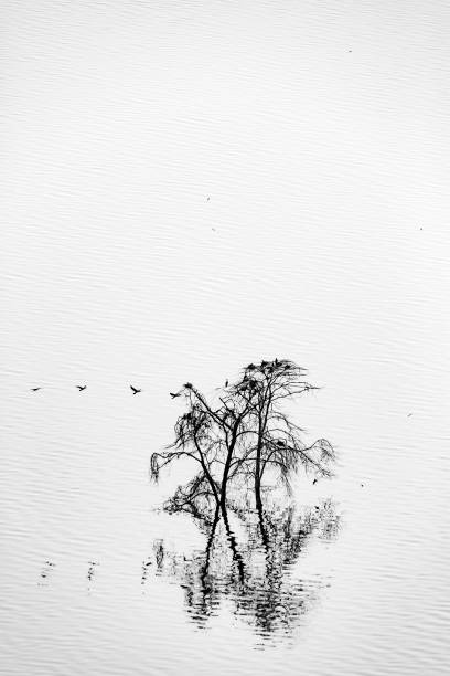 istock Bare Acacia tree at Lake Nakuru with Cormorant 986795410