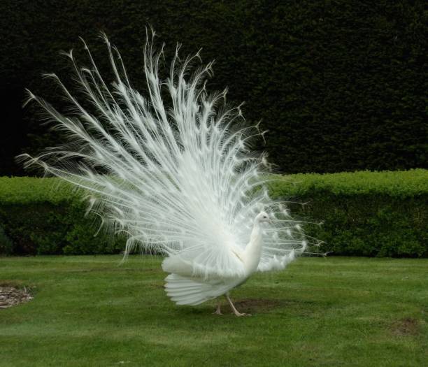 istock Side view of displaying white peacock in front of a privet hedge 986798678