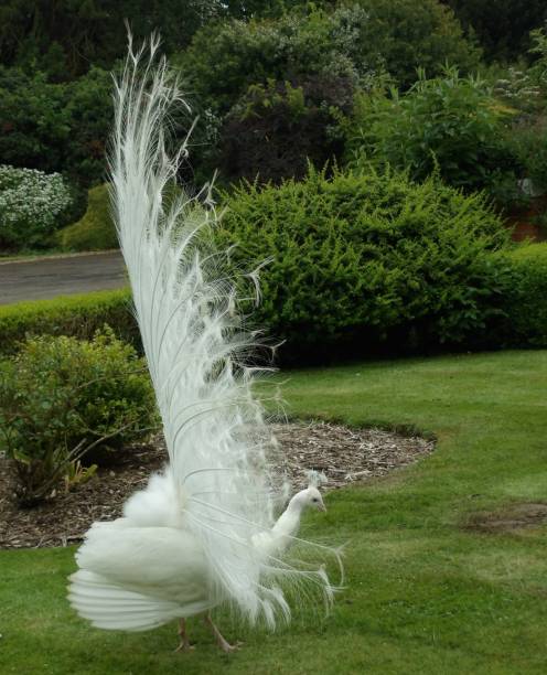 istock Side view of displaying white peacock 986798784