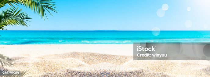 istock palm at the sand beach 986799314