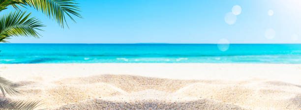 пальма на песчаном пляже - looking at view water sea blue стоковые фото и изображения