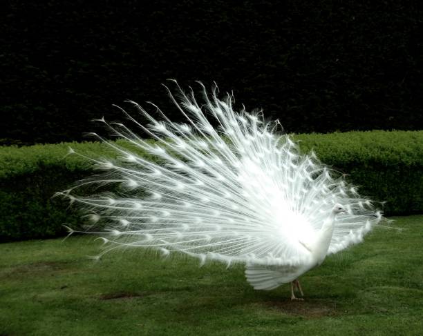 istock White peacock just beginning to lower his raised fan-shaped feathers 986799344