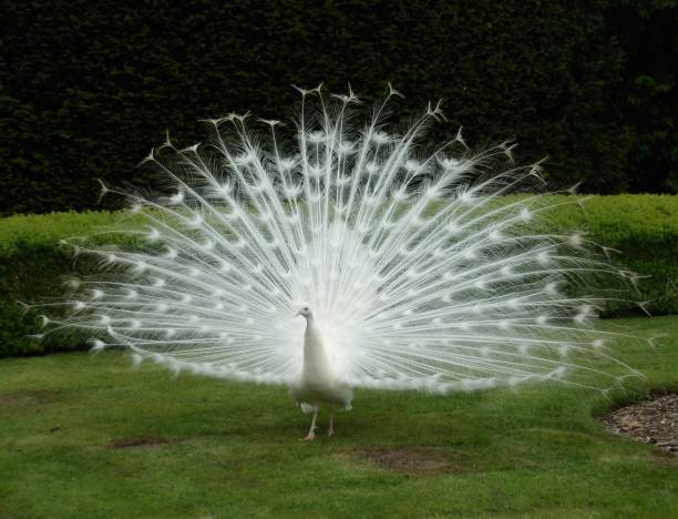 Front view of displaying white peacock that is looking to the left