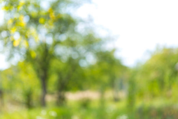 istock blur natural and light background in the park. 986799576