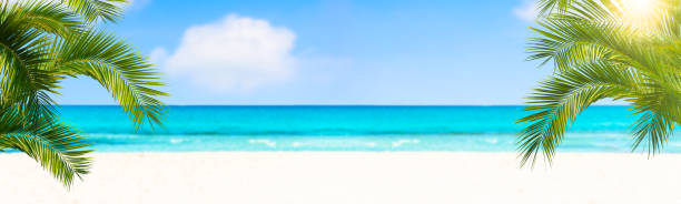 istock palm leaves in front of the blue sea 986799708
