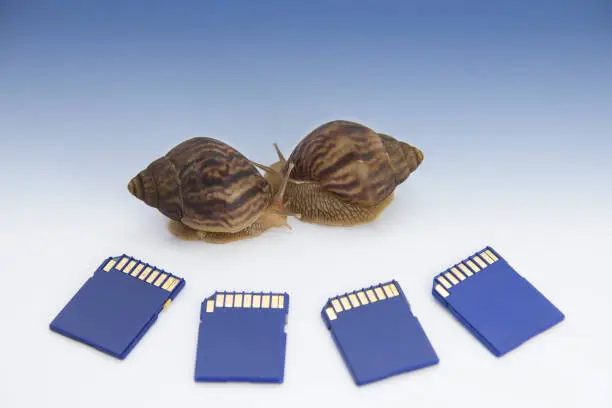 Photo of low speed concept, snails and flash drives
