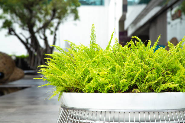 istock Green bush in wood pot. Copy space. 986810730