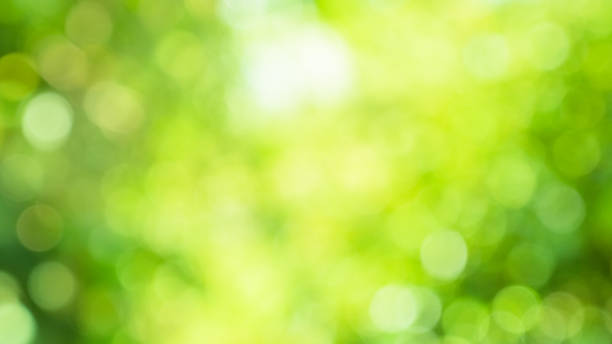 istock Green bokeh The light of the leaves. 986821924