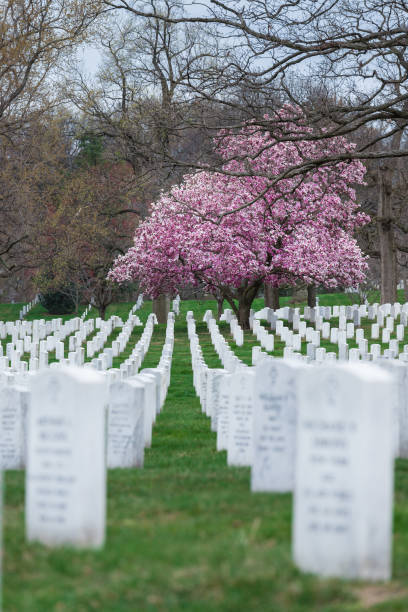 arlington national cemetery z pięknym kwiatem wiśni i nagrobkami, waszyngton, stany zjednoczone ameryki - day washington state vertical outdoors zdjęcia i obrazy z banku zdjęć