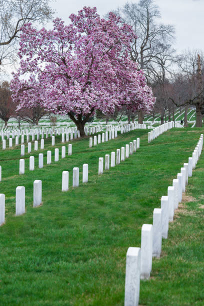 arlington national cemetery z pięknym kwiatem wiśni i nagrobkami, waszyngton, stany zjednoczone ameryki - day washington state vertical outdoors zdjęcia i obrazy z banku zdjęć