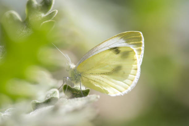 Beautiful Cabbage Butterfly (Pieris brassicae) camouflaged on a flower.
