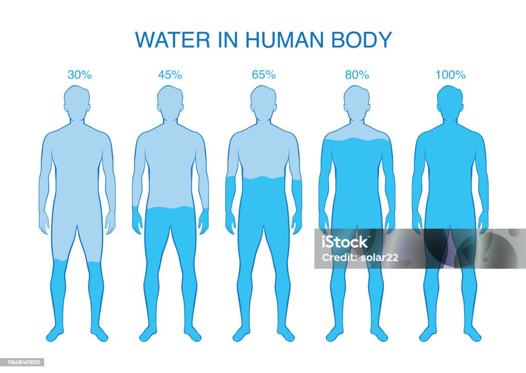 Percentuale di differenza dell'acqua nel corpo umano. - arte vettoriale royalty-free di Il corpo umano