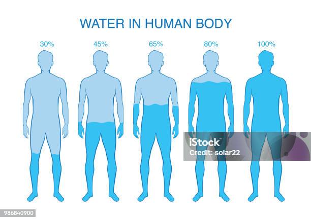Difference Percentage Of Water In The Human Body Stock Illustration - Download Image Now - The Human Body, Water, Composition