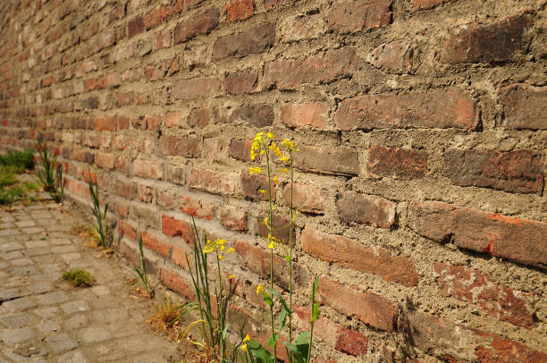 istock oilseed rape growing at old city wall 986848838