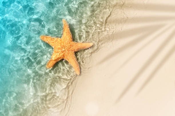istock starfish on the summer beach in sea water. 986849126