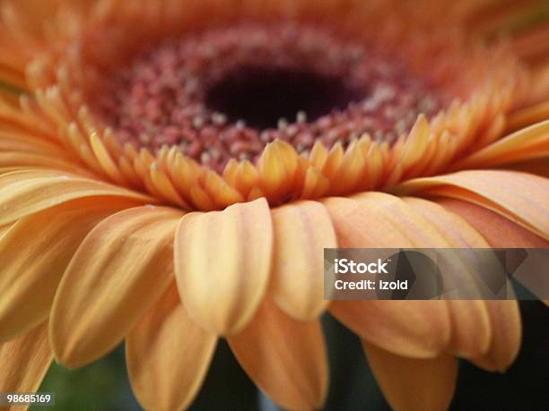 Photo libre de droit de Orange Gerbera Pétales banque d'images et plus d'images libres de droit de Arbre en fleurs - Arbre en fleurs, Capitule, Gerbera