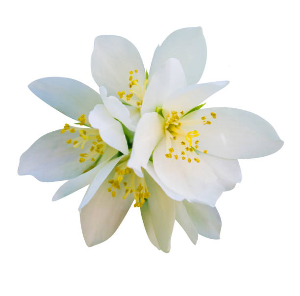 istock jasmine flowers isolated on white background 986851858