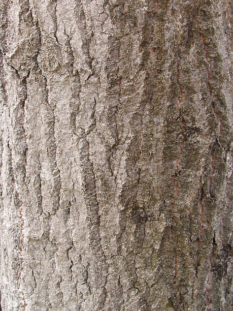 abstrait-écorce d'un arbre - bark elm tree oak tree wood photos et images de collection