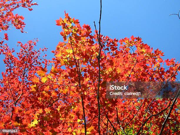 Foto de Chamas Vermelho Laranja E Dourado Colorido De Folhas e mais fotos de stock de Arbusto