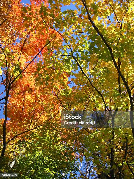 Allegro Fall Colors Against Sky Stock Photo - Download Image Now - Autumn, Blue, Change
