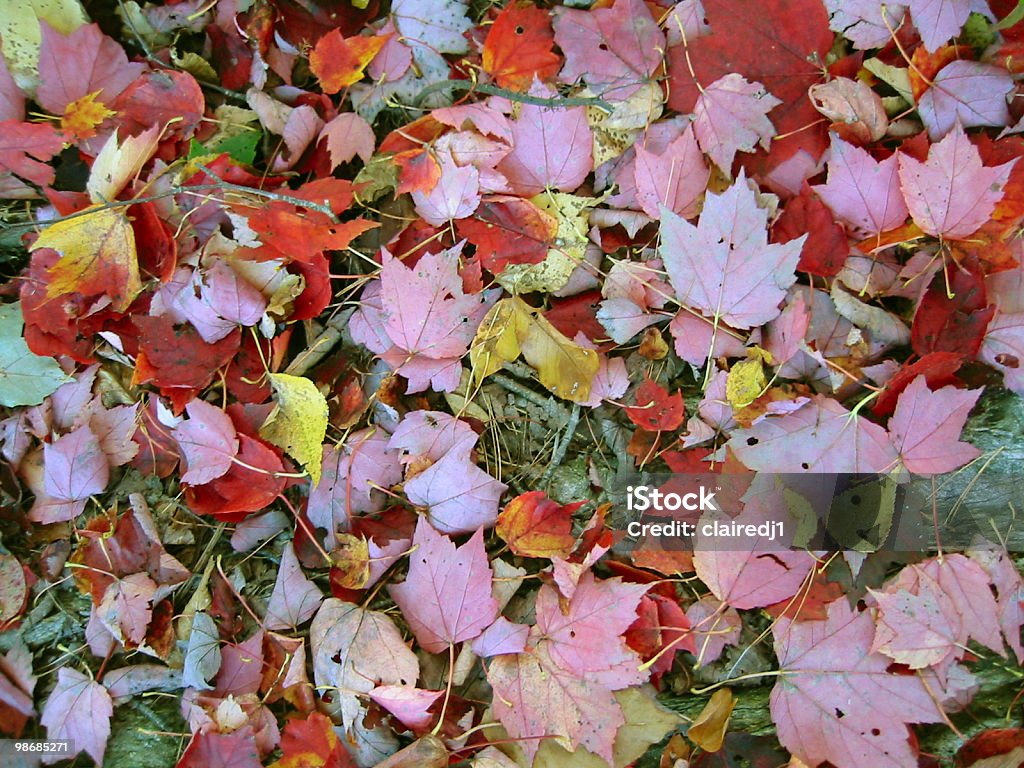 Autumn エンディコットアーム - かえでの葉のロイヤリティフリーストックフォト