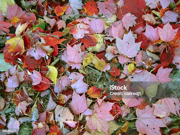 Jesień Dywan - zdjęcia stockowe i więcej obrazów Bez ludzi - Bez ludzi, Bliskie zbliżenie, Czerwony