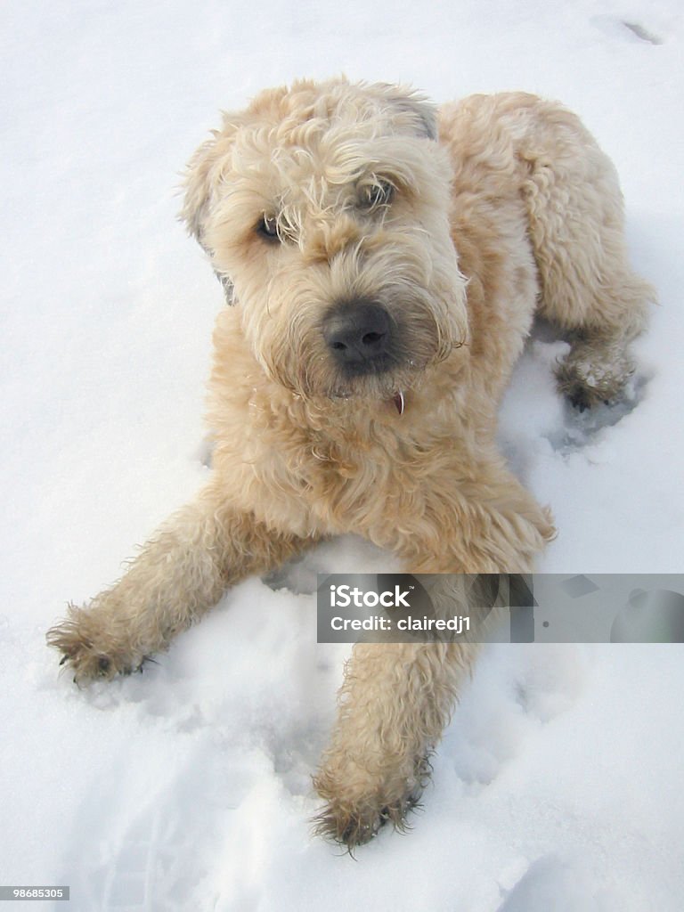 Cão na neve - Royalty-free Abraçar Foto de stock