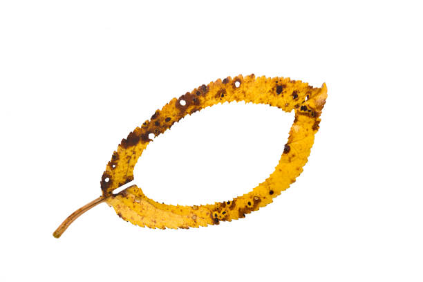 Yellow autumn leaf closeup with place for text