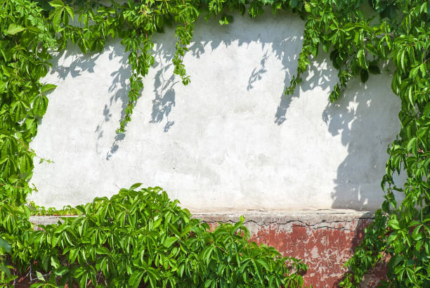 istock Old stone wall with ivy as background 986866572