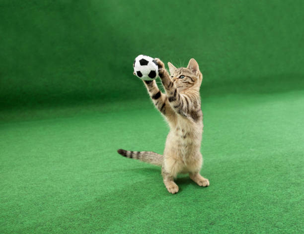 istock cat holding soccer ball between paws 986871430