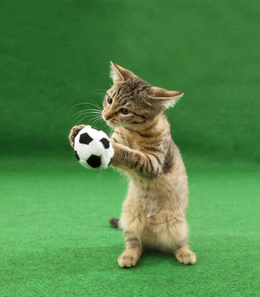 istock cat holding soccer ball between paws 986871480