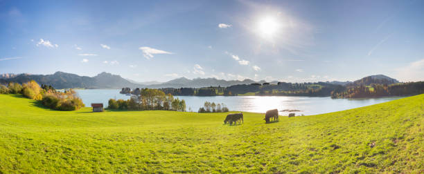 panoramic scene with lake Forggensee and mountain range in region Allgäu in Bavaria panoramic scene with lake Forggensee and mountain range in region Allgäu in Bavaria forggensee lake photos stock pictures, royalty-free photos & images