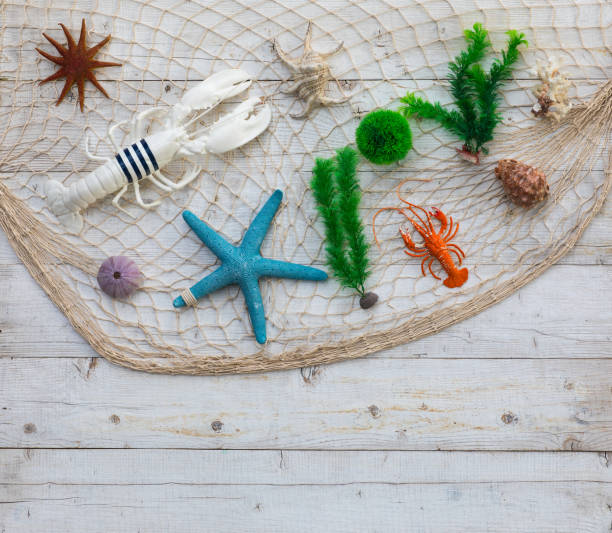 istock decorative fishing net with seashells 986880722
