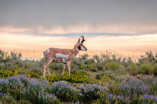 Buck Pronghorn Antelope with sagebrush and Wyoming wildflowers.