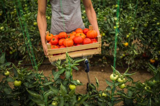 istock Man with prosthetic leg holding freshly picked tomatoes 986899610