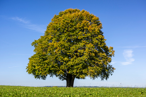 Single Big Beech Tree In Field With Perfect Treetop Stock Photo ...