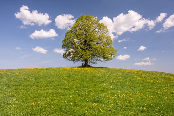 istock single big linden tree in field with perfect treetop 986915444