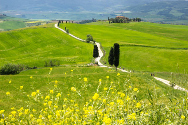 istock hills in Tuscany in Val di Orcia 986920788