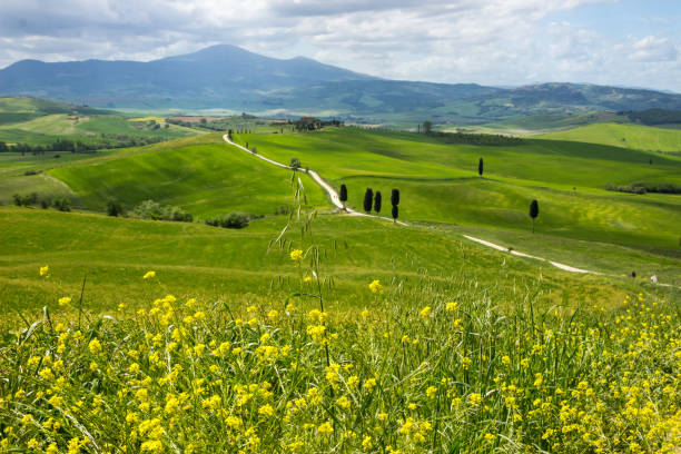 istock hills in Tuscany in Val di Orcia 986920790