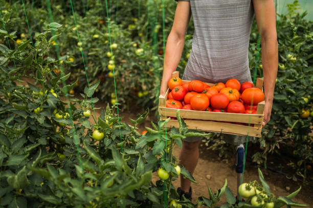istock Man with prosthetic leg holding freshly picked tomatoes 986921318