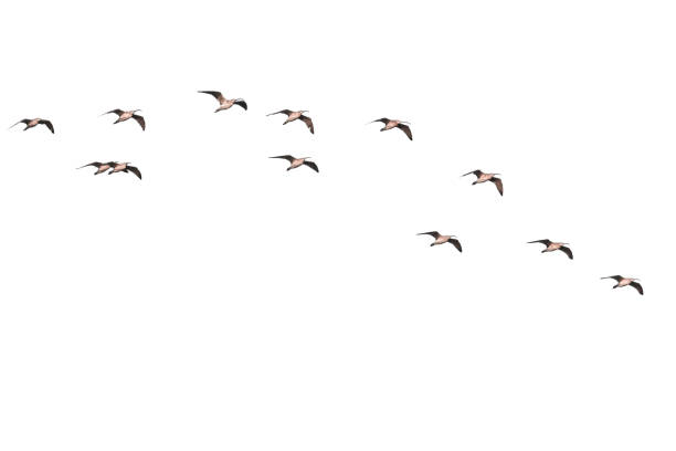istock Flock of birds travelling together 986921826